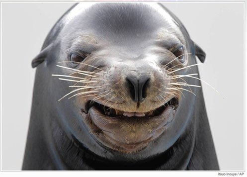 Why you should design your website for a big, dumb seal - dumb seal,design Site not mobile friendly