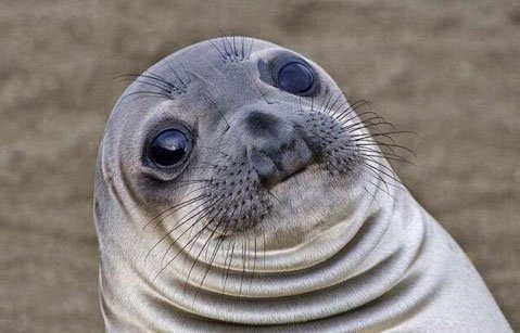 Why you should design your website for a big, dumb seal - dumb seal,design Copy isn't user friendly