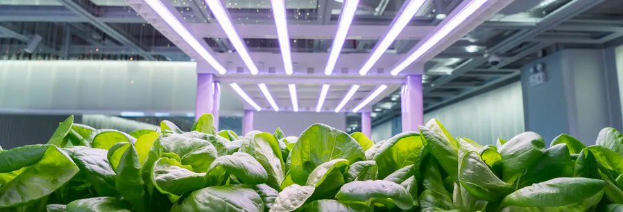 Leafy greens growing in a Living Greens Farm indoor aeroponic facility