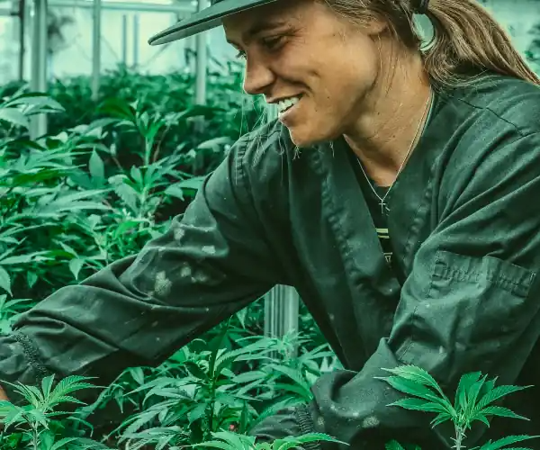 Cannabis marketing