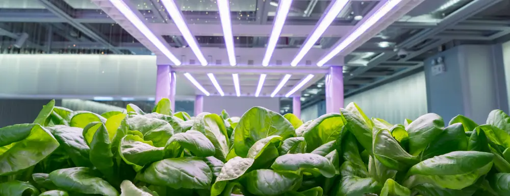 Living greens farm - case study