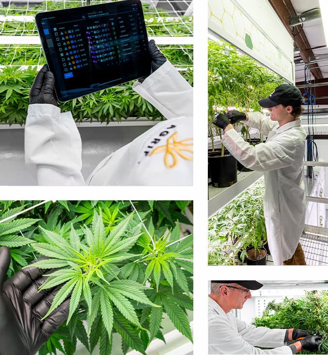 Agrify website and brand visual