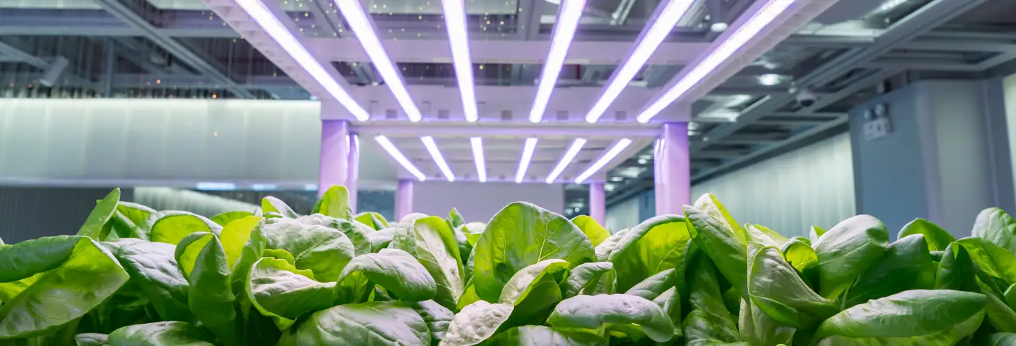 Living Greens Farm indoor growing